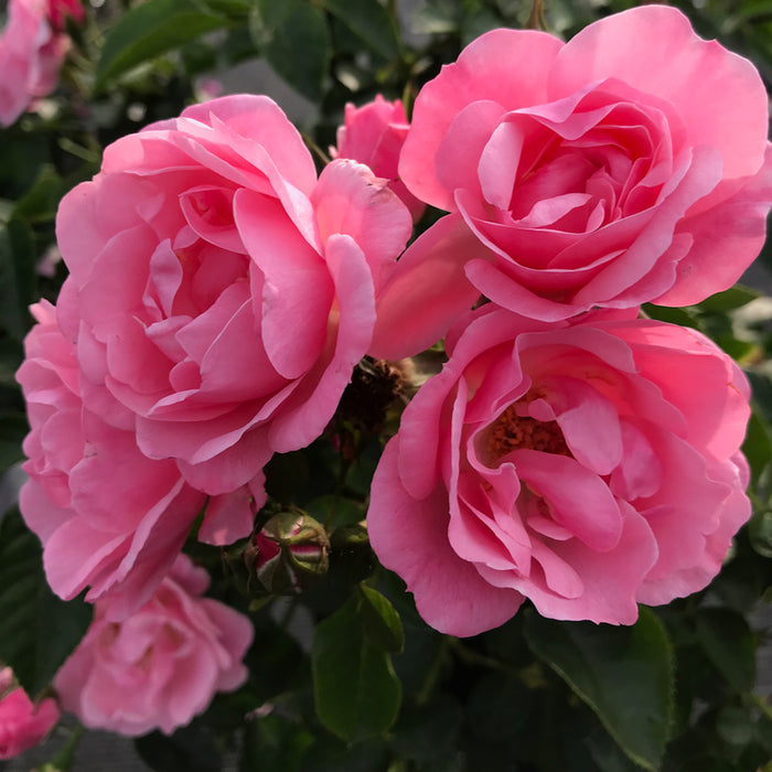 Rosa Isn't She Collection (3 x 9cm) Dispatches 11 March 2026