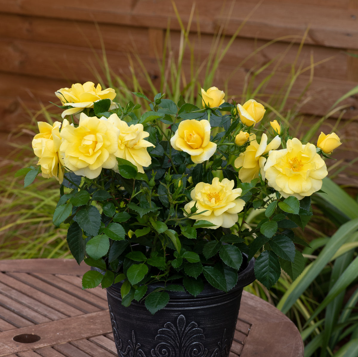 Rosa Isn't She Collection (3 x 9cm) — Plants2Gardens