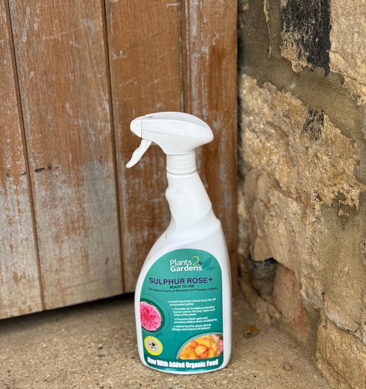 Ulpur Rasel Sulphur Rose Plus Spray — Plants2Gardens