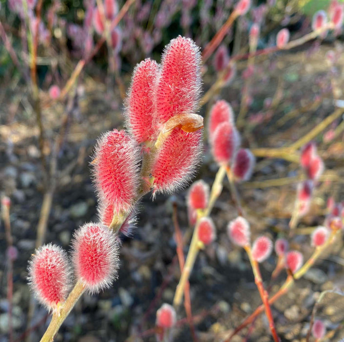 Salix Mount Aso (7.5 Litre)