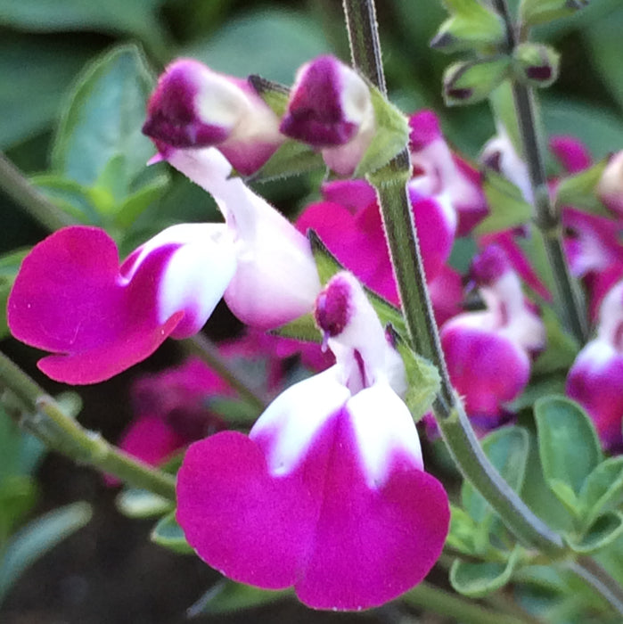 Salvia Greggii Collection (5 x 9cm) Dispatches 11 May 2026