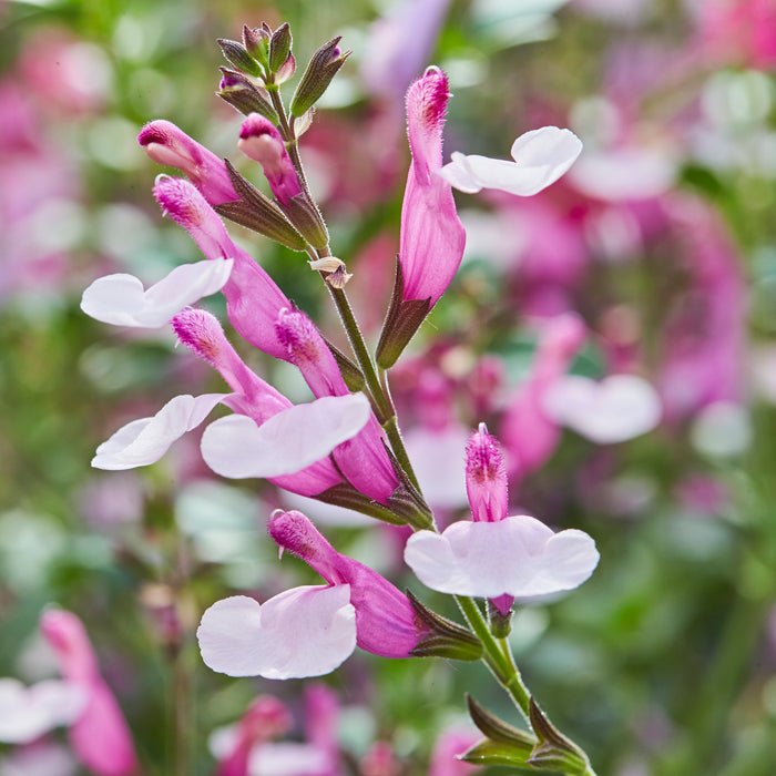 Salvia Greggii Collection (5 x 9cm) Dispatches 11 May 2026
