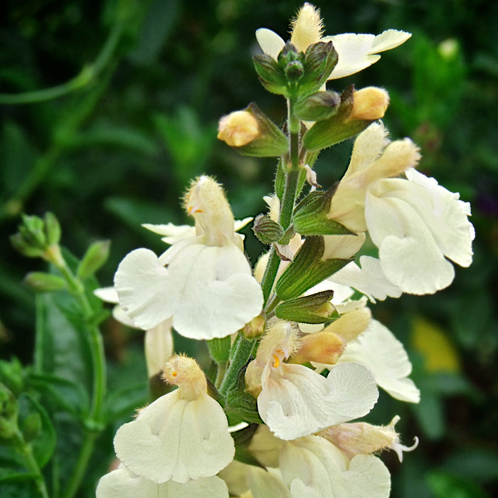 Salvia Greggii Collection (5 x 9cm) Dispatches 11 May 2026