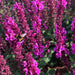 Salvia Marvel Rose 3 x 2ltr - Plants2Gardens