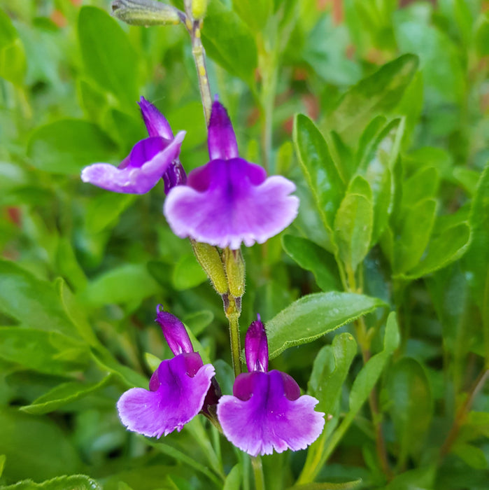 Salvia Greggii Collection (5 x 9cm) Dispatches 11 May 2026