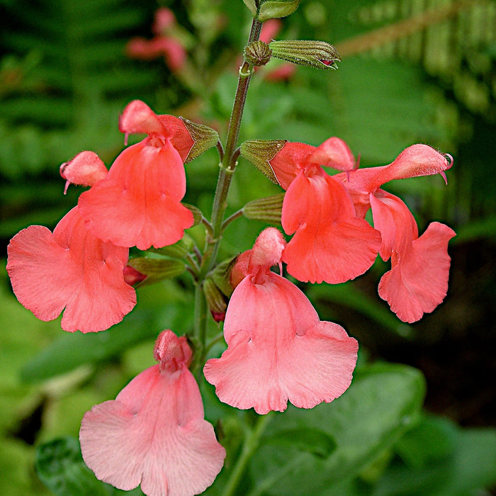 Salvia Greggii Collection (5 x 9cm) Dispatches 11 May 2026