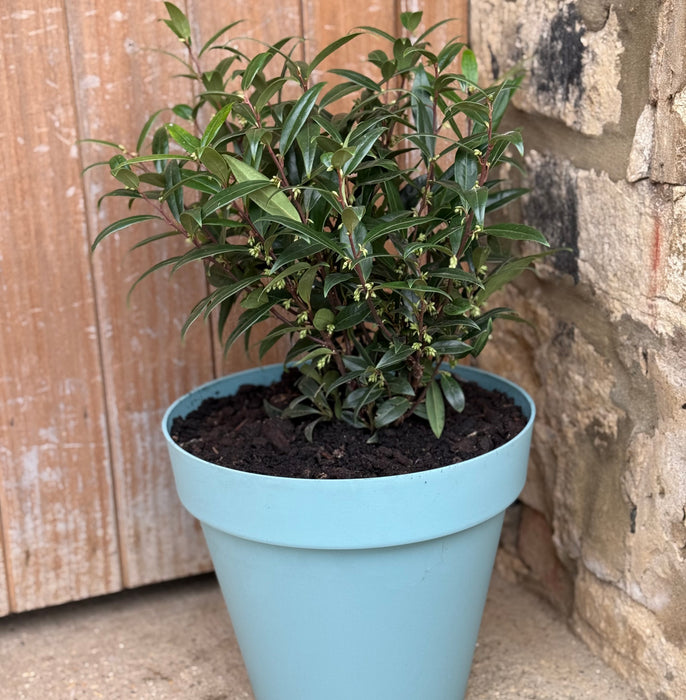 Sarcococca Purple Gem (4.5 Litre) with 30cm Duck Egg Blue Capri Planter