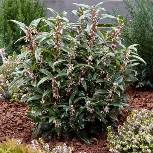 Sarcoccoca Hookeriana (3 Litre) - Plants2Gardens