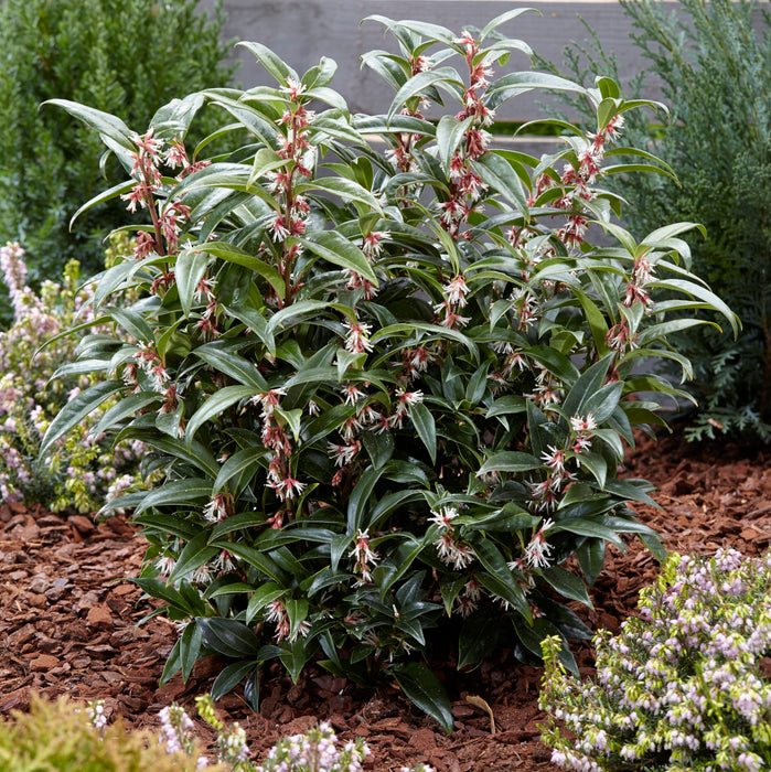 Sarcoccoca Hookeriana (3 Litre) - Plants2Gardens