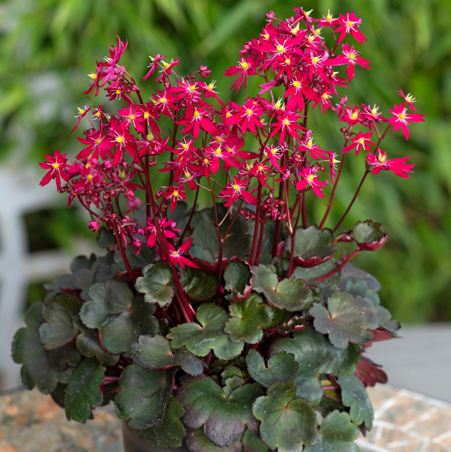 Buy Garden Plants Online Order Today! Plants2Gardens