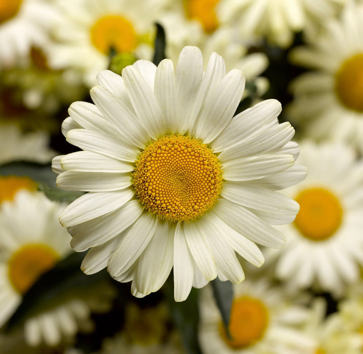 Leucanthemum Western Star Collection 6 x 6cm Plants - Dispatches from 4th March