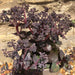 Sedum Chocolate Cherry (3 x 2 Litre) - Plants2Gardens