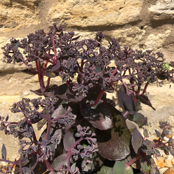 Sedum Chocolate Cherry (3 x 2 Litre) - Plants2Gardens