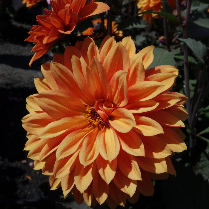 Dahlia Sincerity Collection  (6 x 6cm) Dispatches 27 May 2024