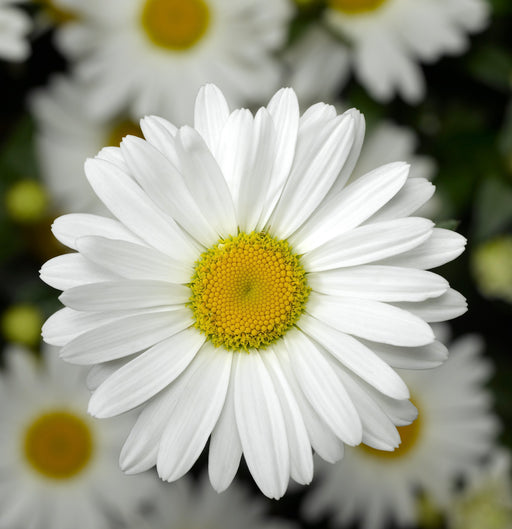 Leucanthemum Western Star Collection 6 x 6cm Plants - Dispatches from 4th March - Plants2Gardens