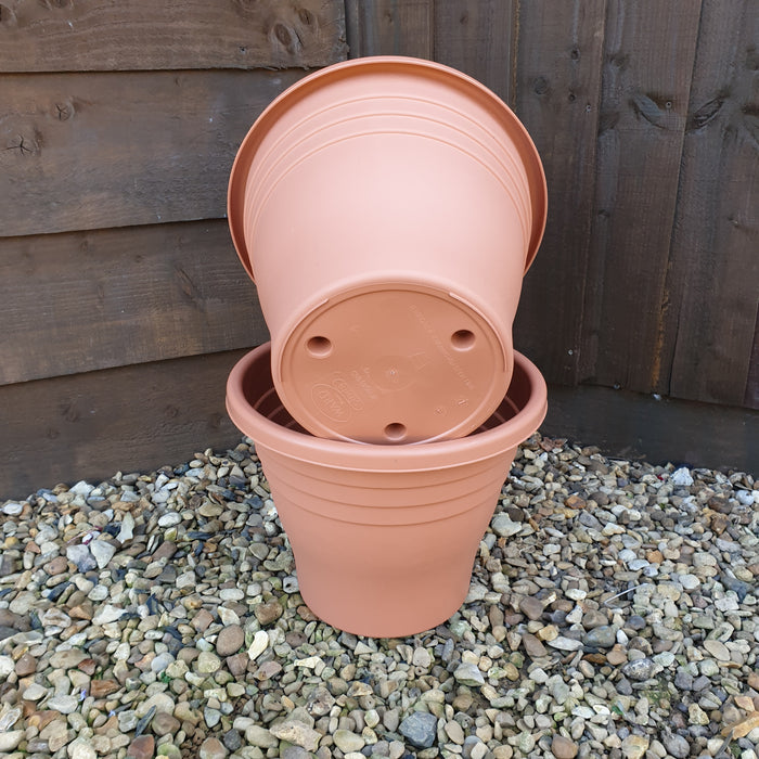 'Eyes' Rose Collection (3 x Bare Roots) with FREE Planters