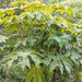 Tetrapanax Rex - Plants2Gardens