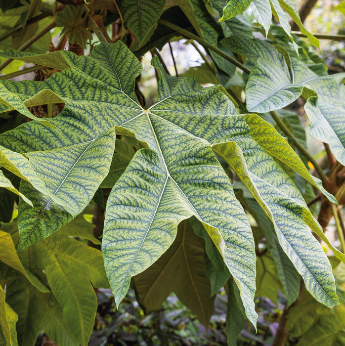 Tetrapanax Rex - Plants2Gardens