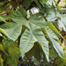 Tetrapanax Rex - Plants2Gardens