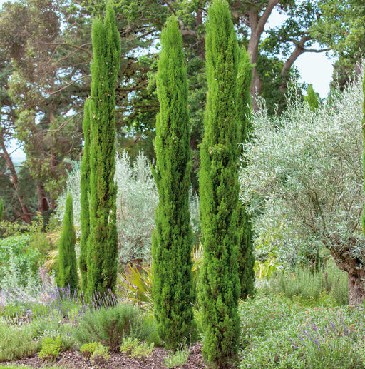 Cupressus Totem (10 Litre) - Plants2Gardens