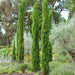 Cupressus Totem (10 Litre) - Plants2Gardens
