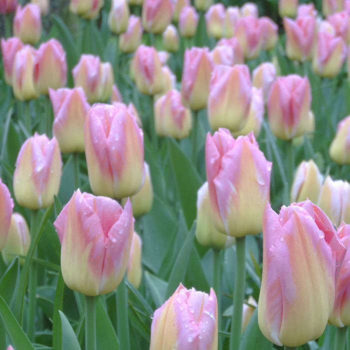 20 Large Flowered Mixed Tulips - 14+ Size Bulbs