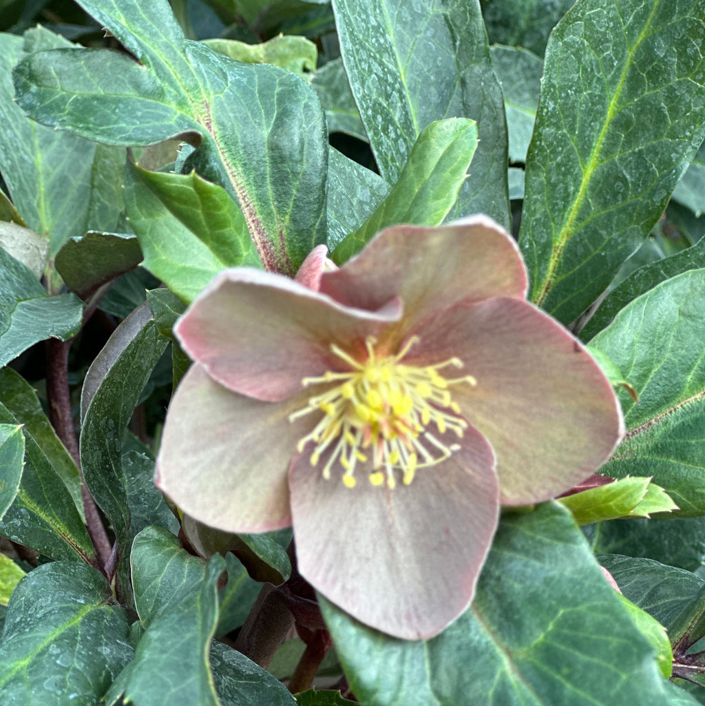 Buy Bedding Plants Online from Plants2Gardens