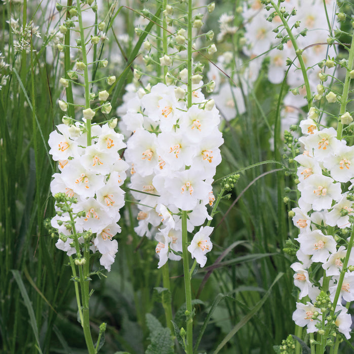 Verbascum Collection (6 x 6cm) Dispatches 13 April 2026