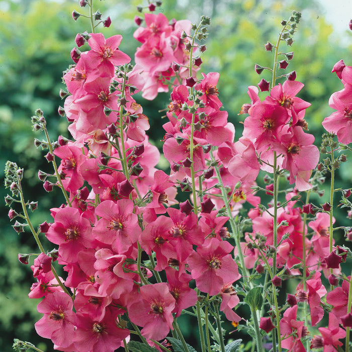 Verbascum Collection (6 x 6cm) Dispatches 13 April 2026