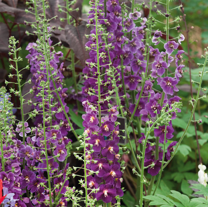 Verbascum Collection (6 x 6cm) Dispatches 13 April 2026