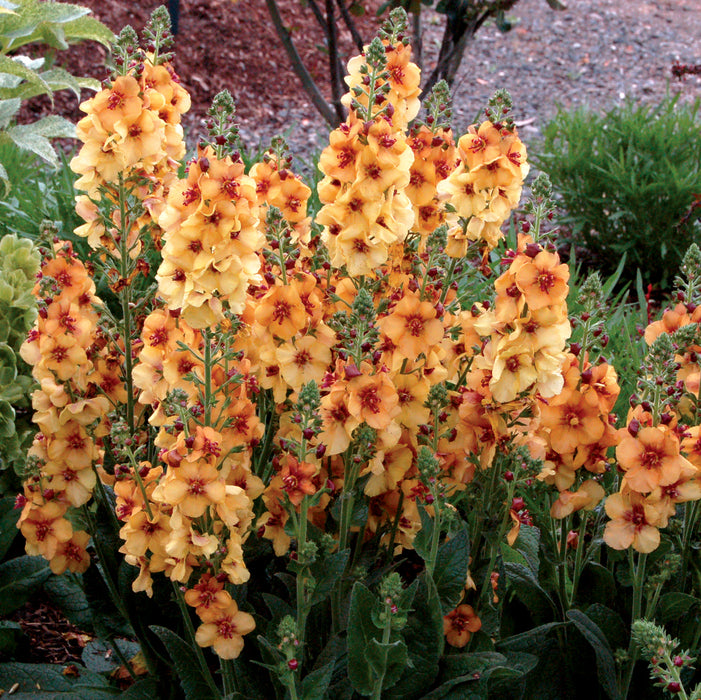 Verbascum Collection (3 x 6cm) - Plants2Gardens