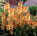 Verbascum Collection (3 x 6cm) - Plants2Gardens