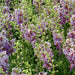 Verbascum Collection (3 x 6cm) - Plants2Gardens