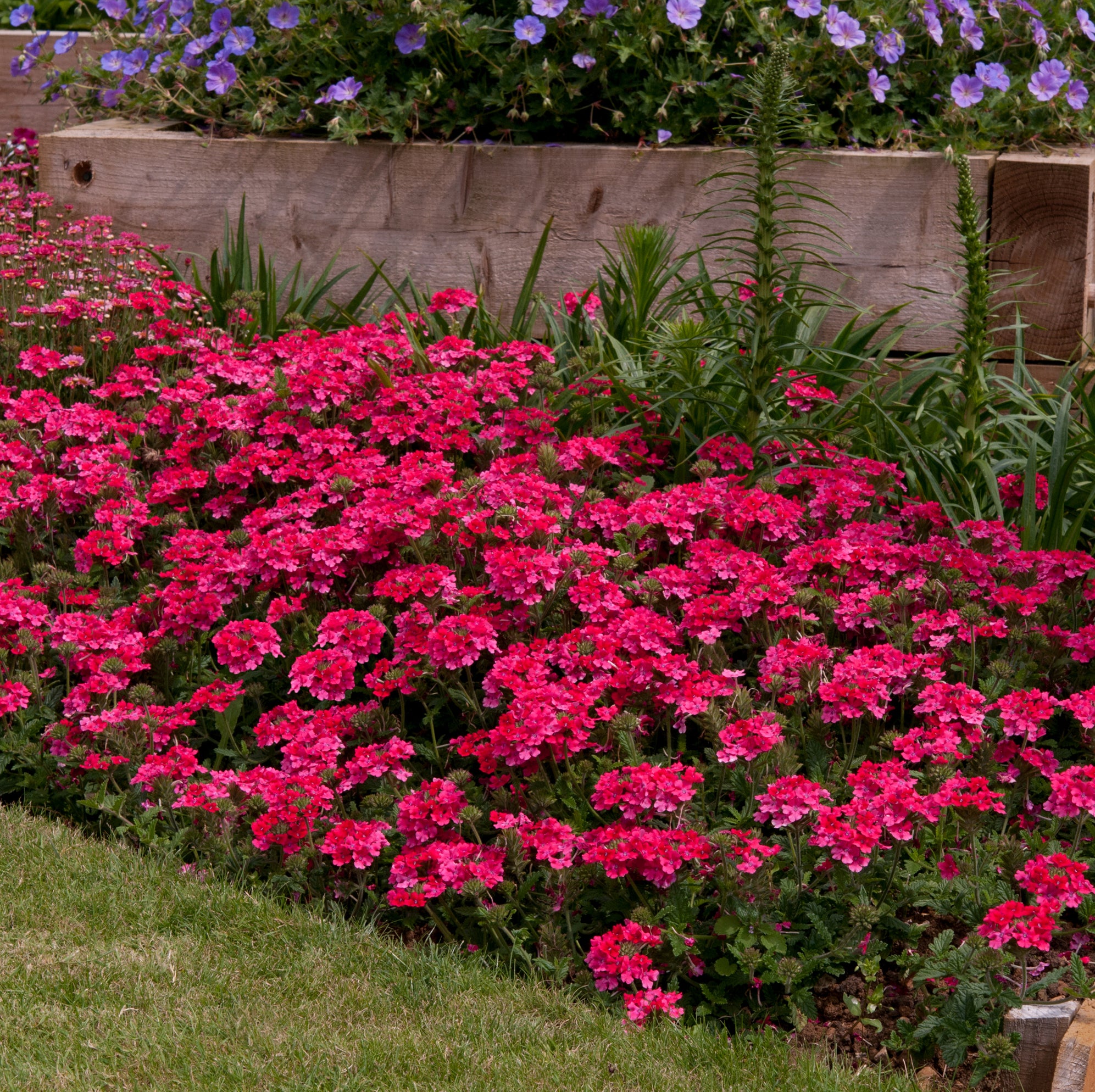 Buy Verbena EnduraScape Only For Only £21 — Plants2Gardens