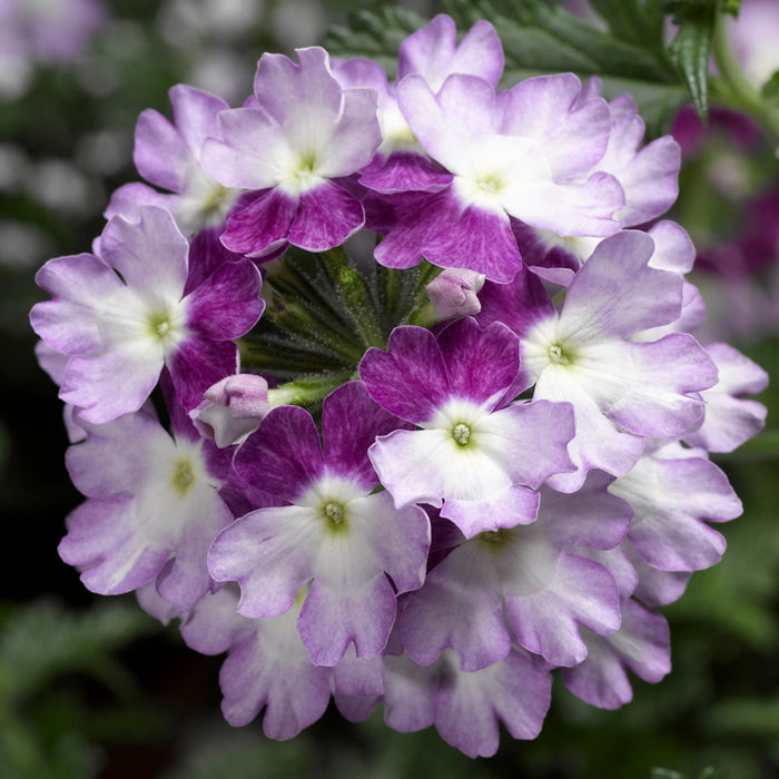 Verbena Lanai Twister Collection 6 x 6cm - Dispatches from 29th April - Plants2Gardens