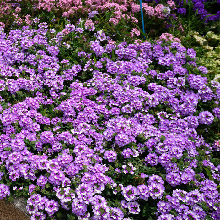 Verbena Vanessa Collection  (5 x 9cm) Dispatches 4 May 2026