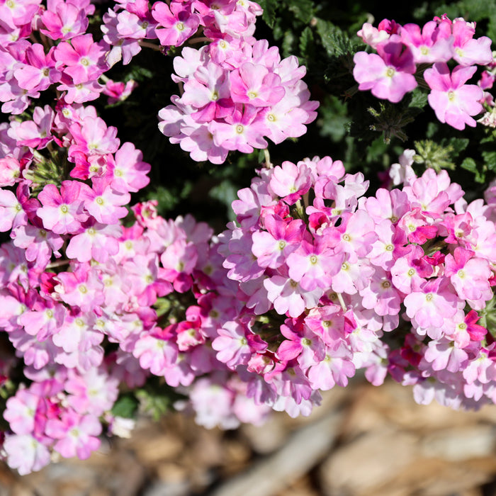 Verbena Vanessa Collection  (5 x 9cm) Dispatches 4 May 2026