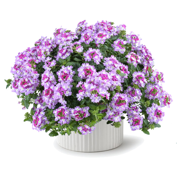 Verbena Vanessa Collection  (5 x 9cm) Dispatches 4 May 2026