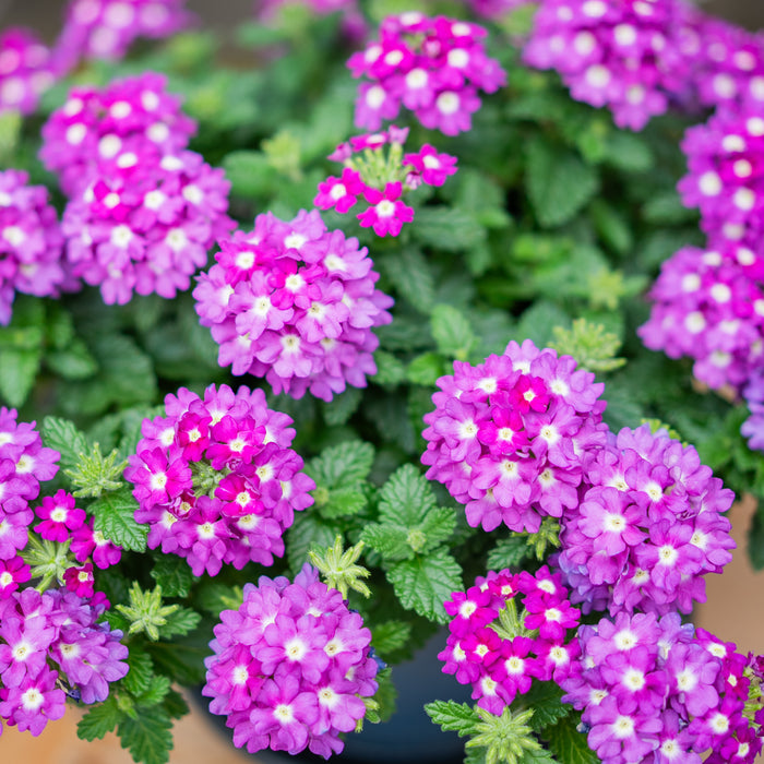 Verbena Vanessa Collection  (5 x 9cm) Dispatches 4 May 2026