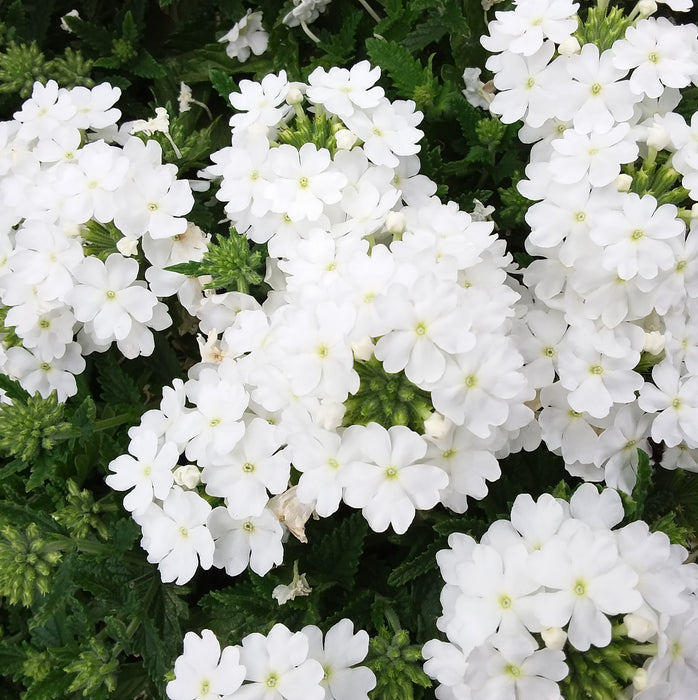 Verbena Vanessa Collection  (5 x 9cm) Dispatches 4 May 2026