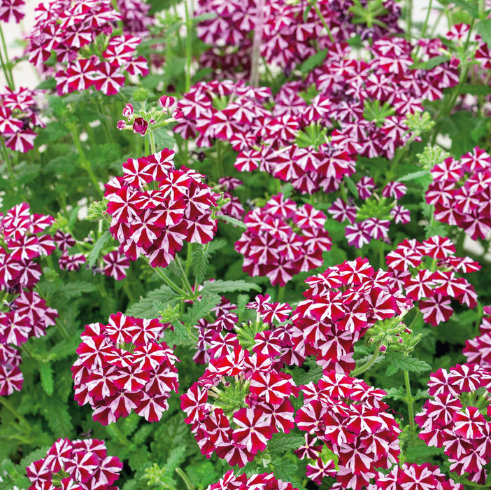 Container and Basket Collection (10 x 9cm) - Plants2Gardens