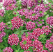 Container and Basket Collection (10 x 9cm) - Plants2Gardens