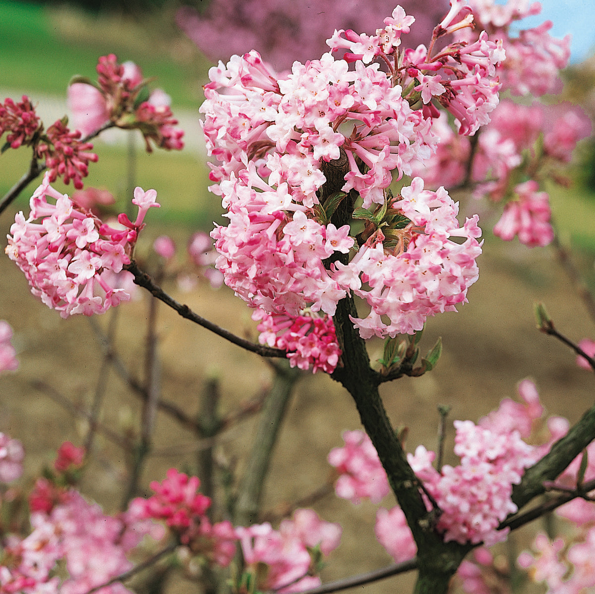 Viburnum Charles Lamont (3 Litre) — Plants2Gardens