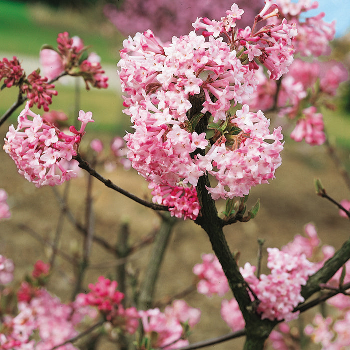 Viburnum Charles Lamont (3 Litre)