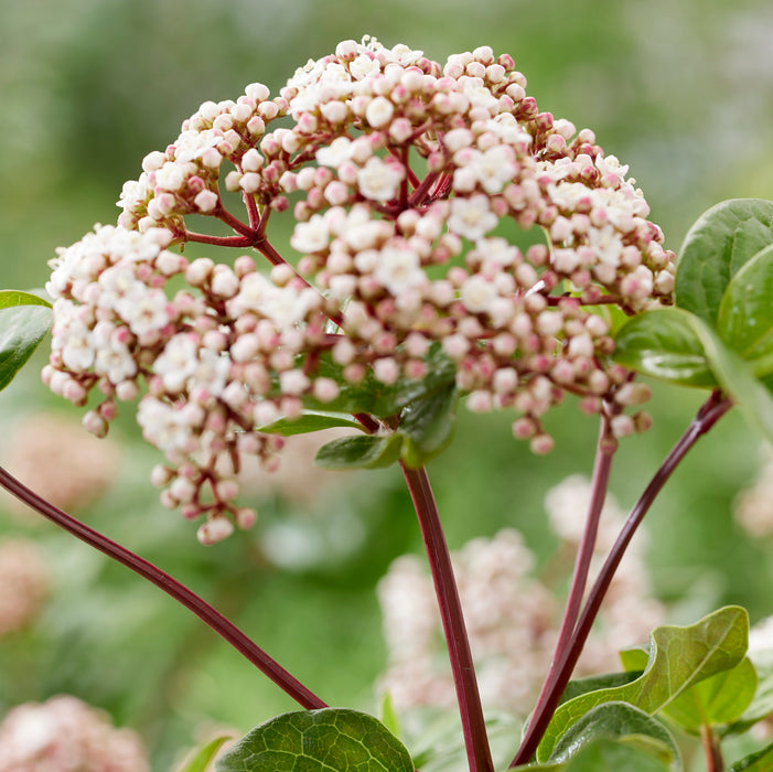 Viburnum tinus Rock N Rolla (3 Litre)