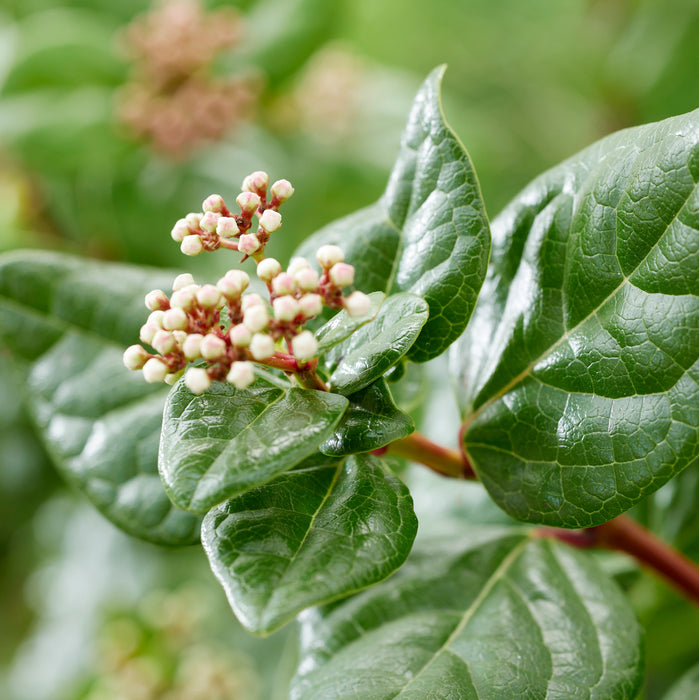 Viburnum tinus Rock N Rolla (3 Litre)