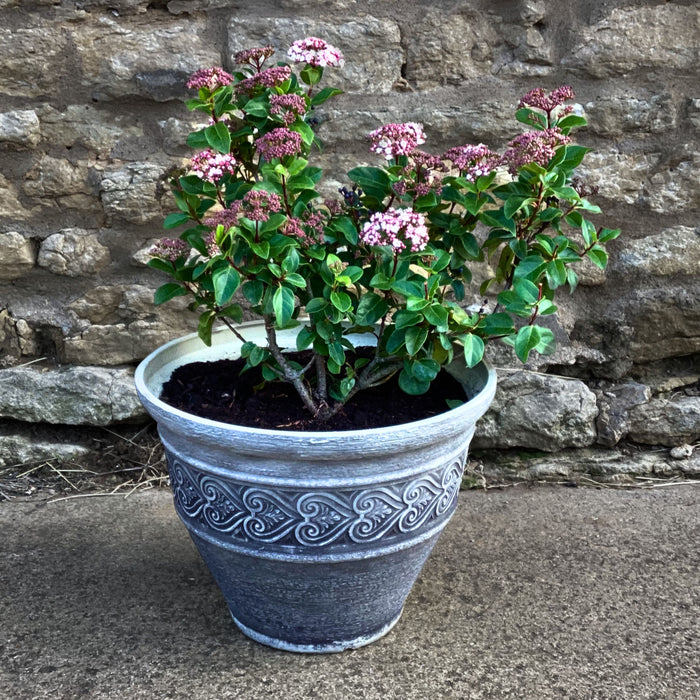 Viburnum tinus Eve Price (4.5 Litre) with FREE Bythorn Planter