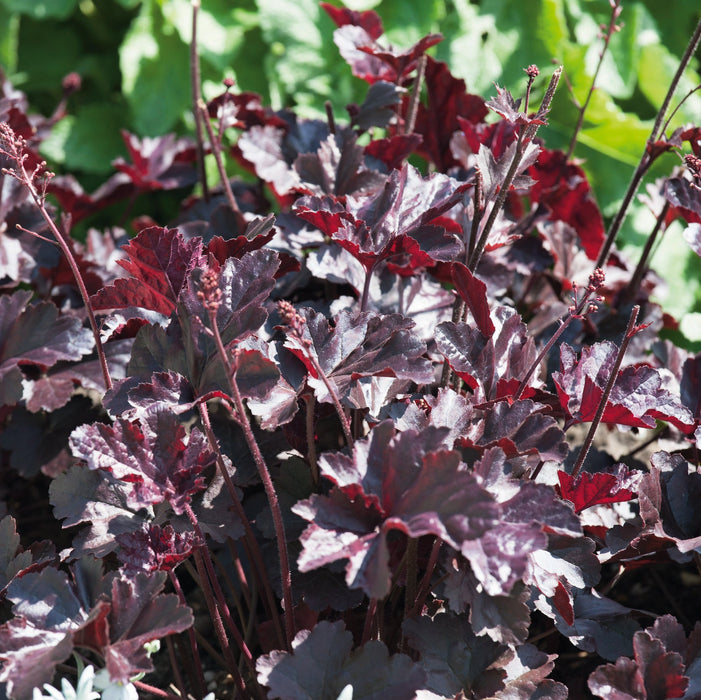 Autumn Colour Planter Bundle