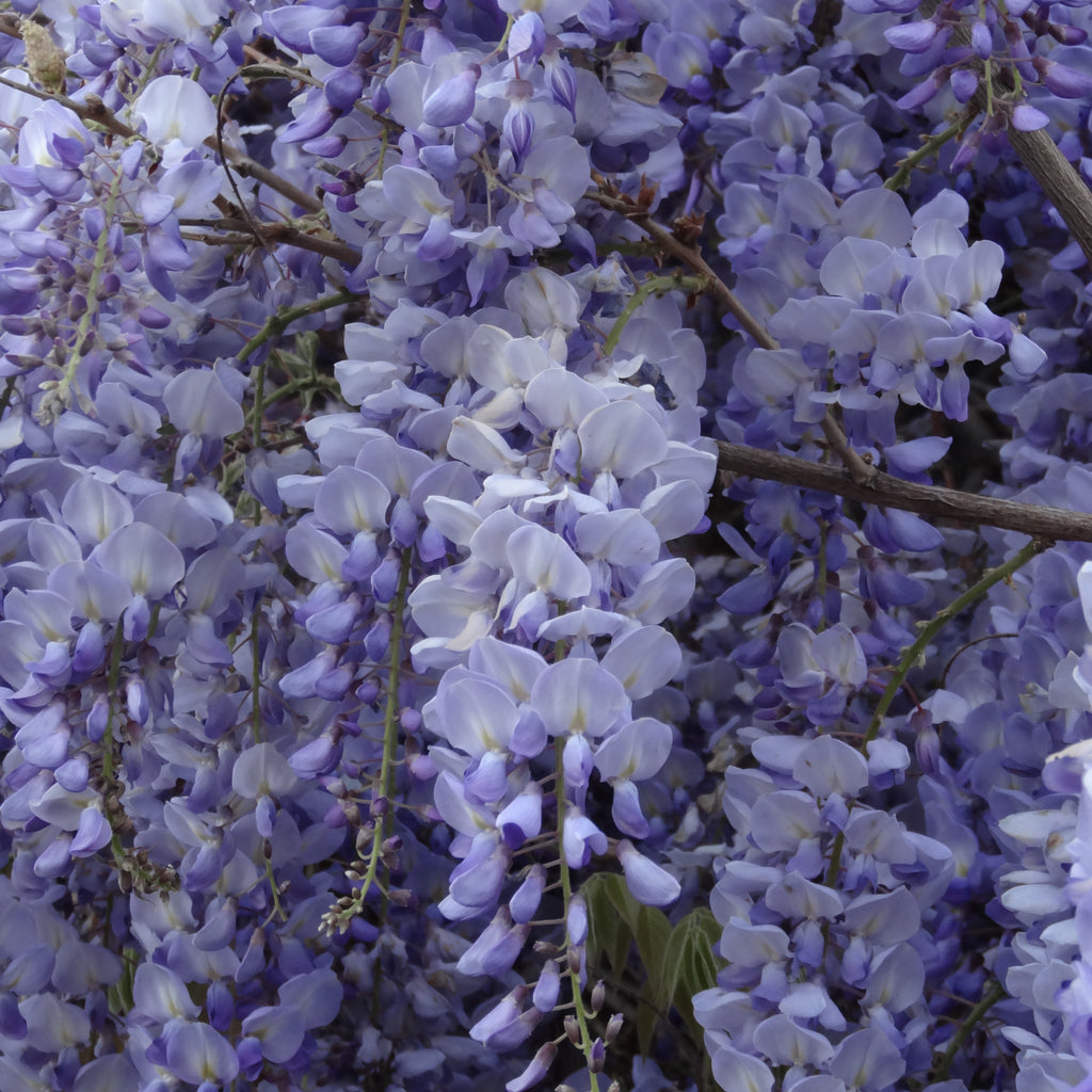 Wisteria Okayama (1 x 3 Litre) — Plants2Gardens