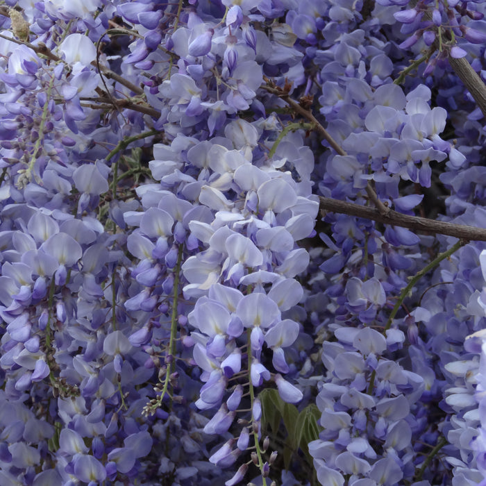 Wisteria Okayama (1 x 3 Litre)